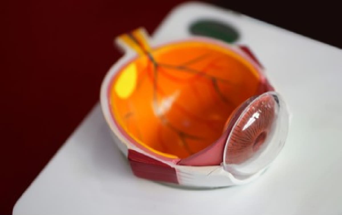 Fovea What It Is, What It Does & More